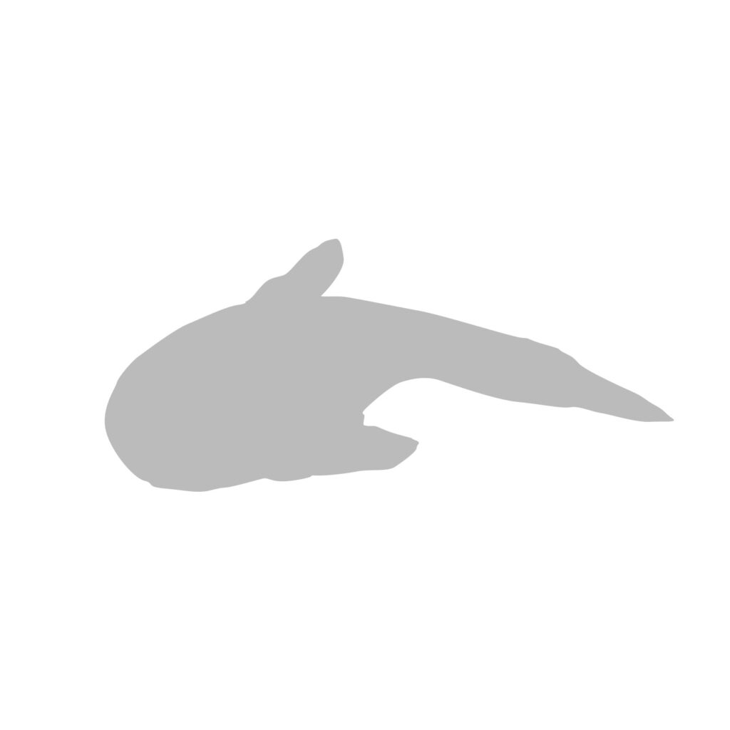 Charroco – Omnifish | Comercialização e transformação de pescado fresco