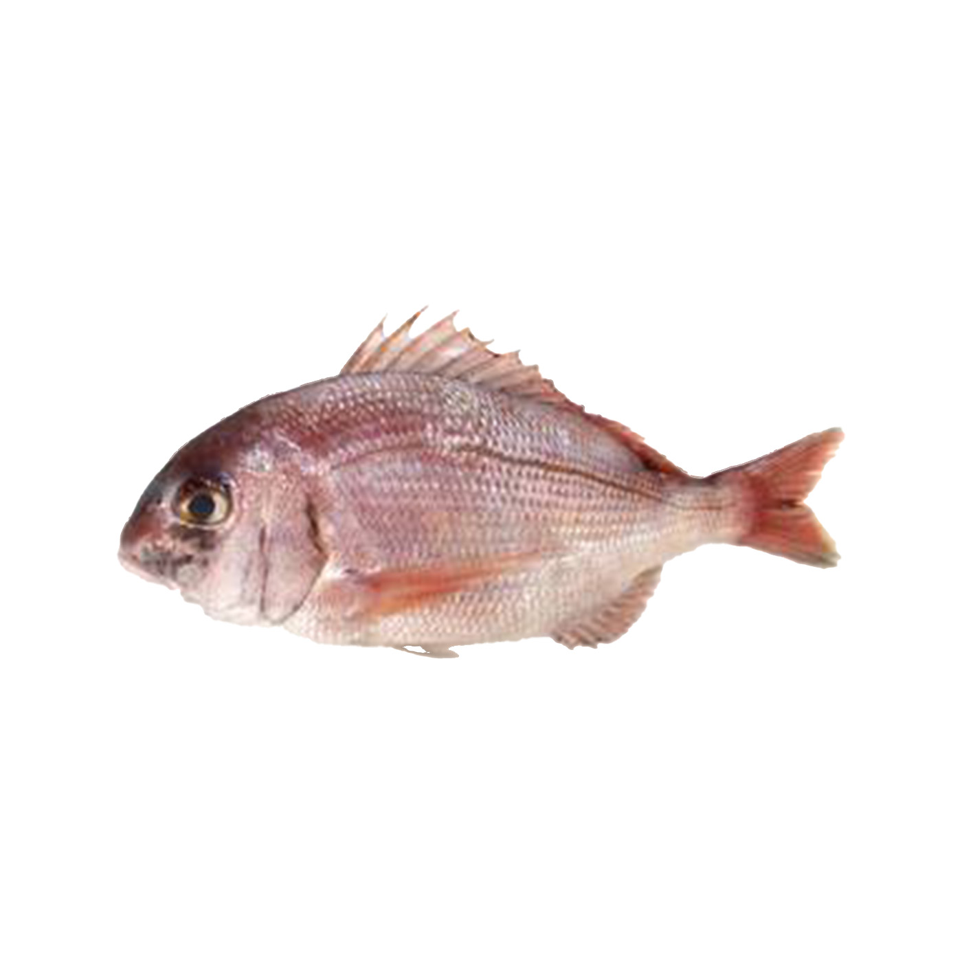 Pargo Leg timo Omnifish Comercializa o E Transforma o De Pescado 